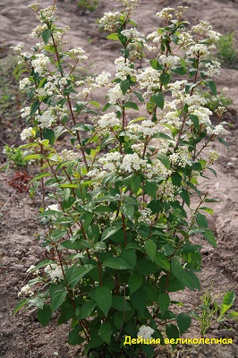 Первый слайд