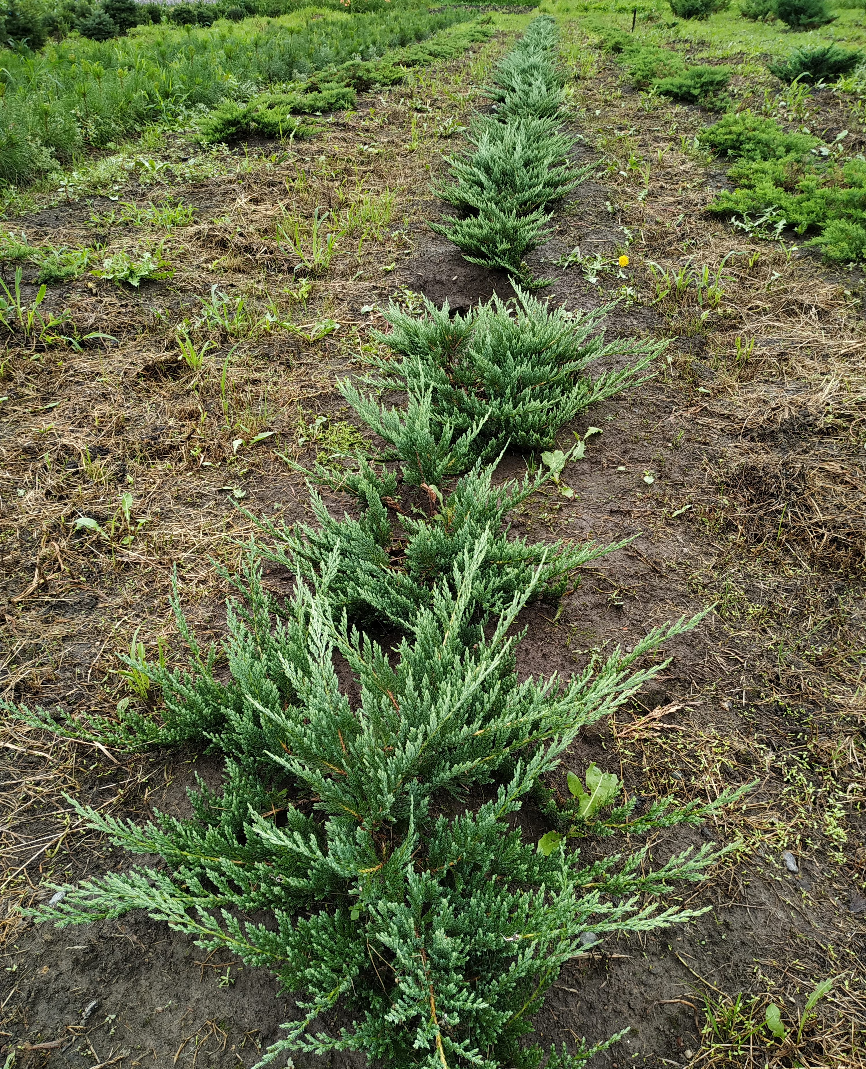 Первый слайд