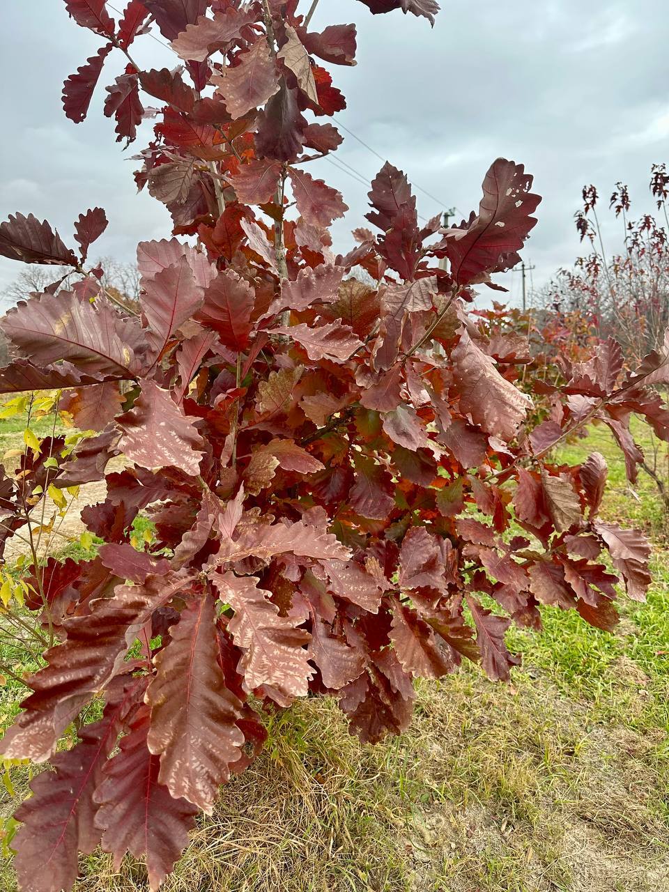Первый слайд