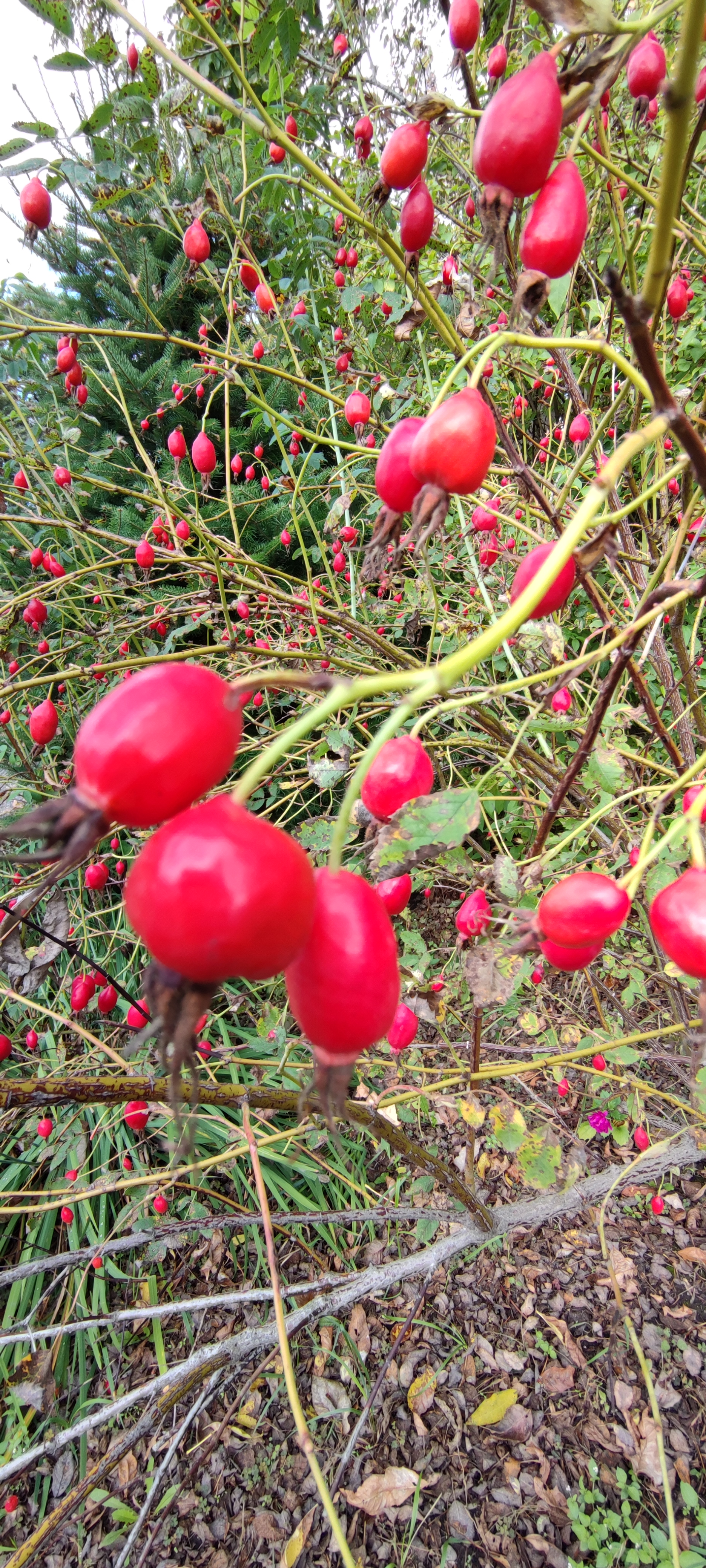 Первый слайд