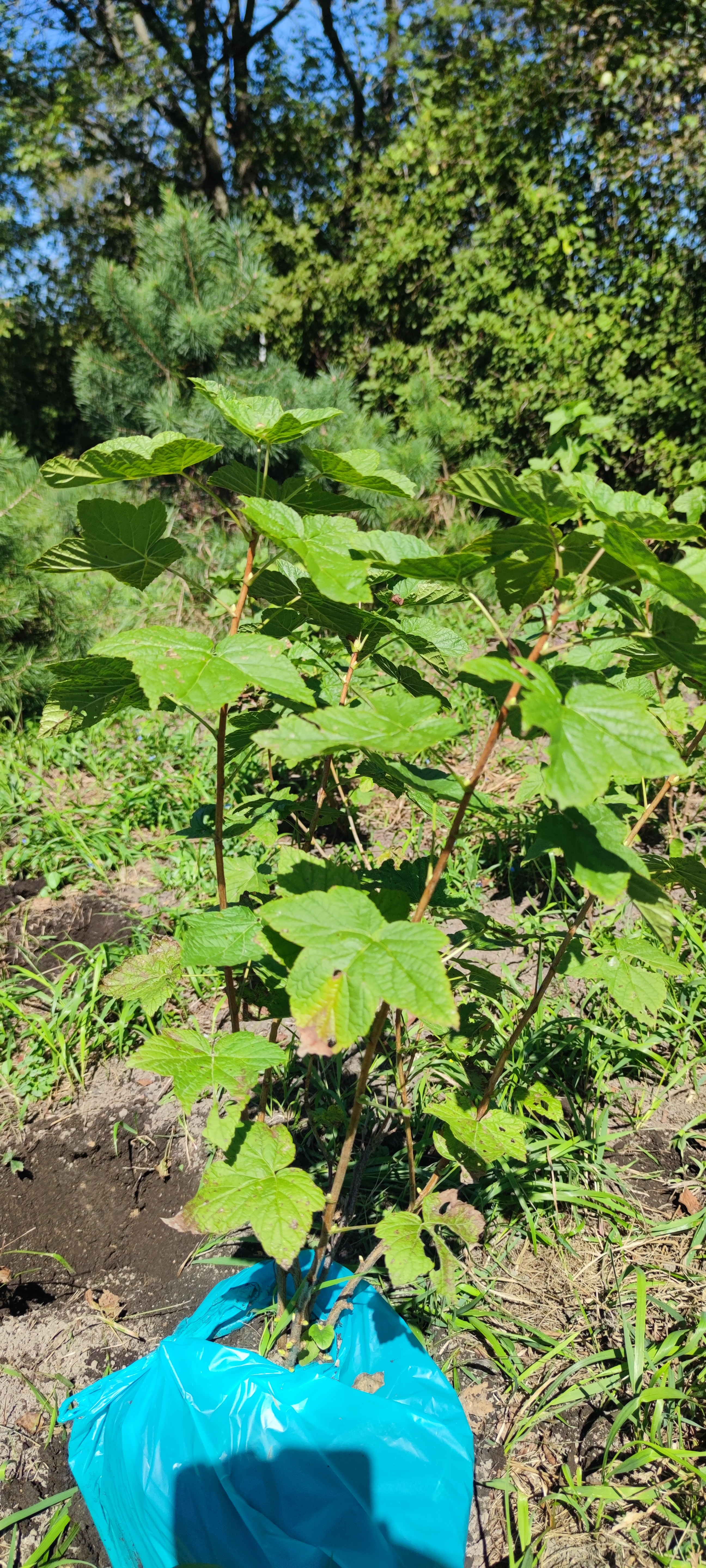 Первый слайд