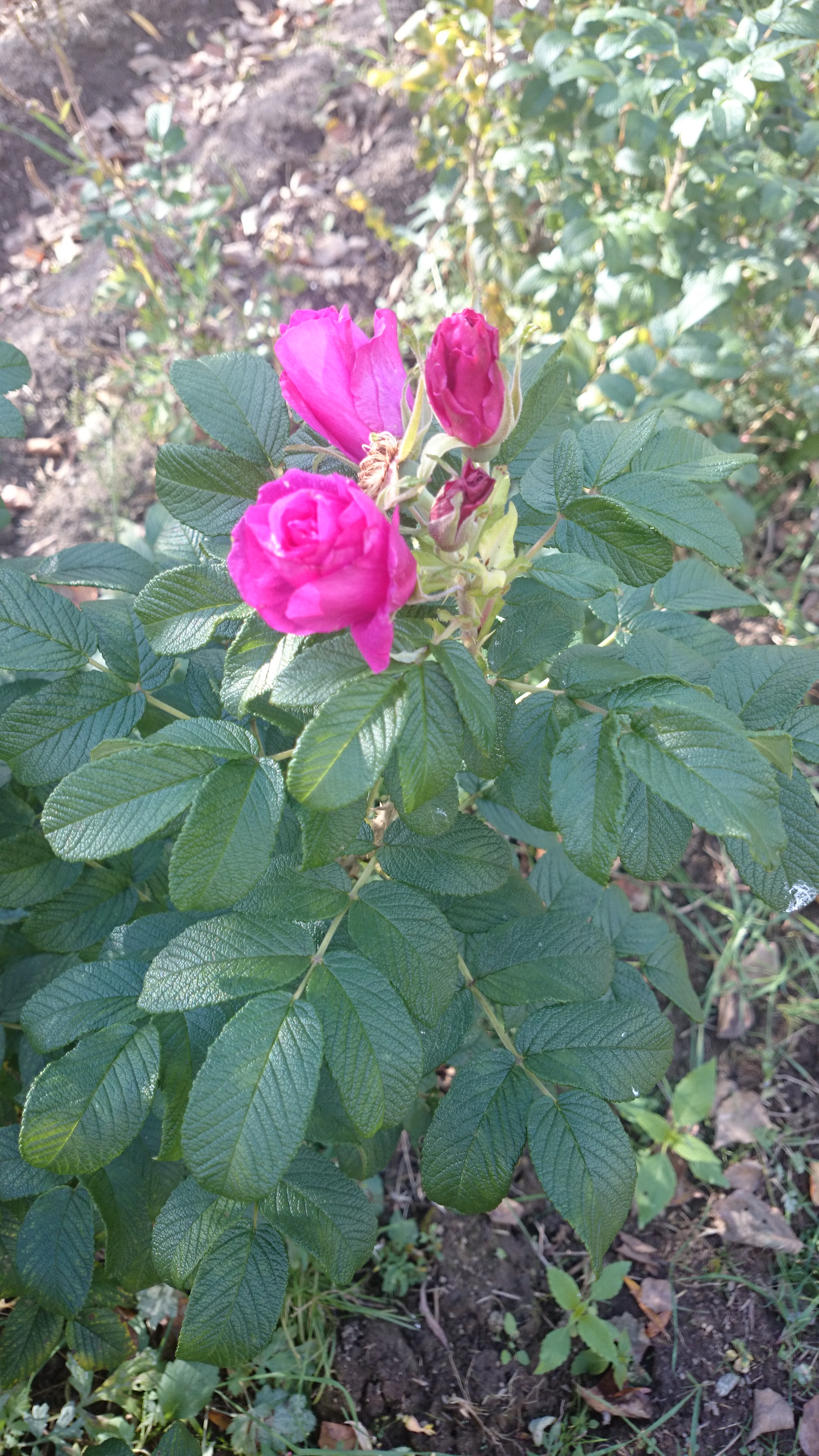 Первый слайд