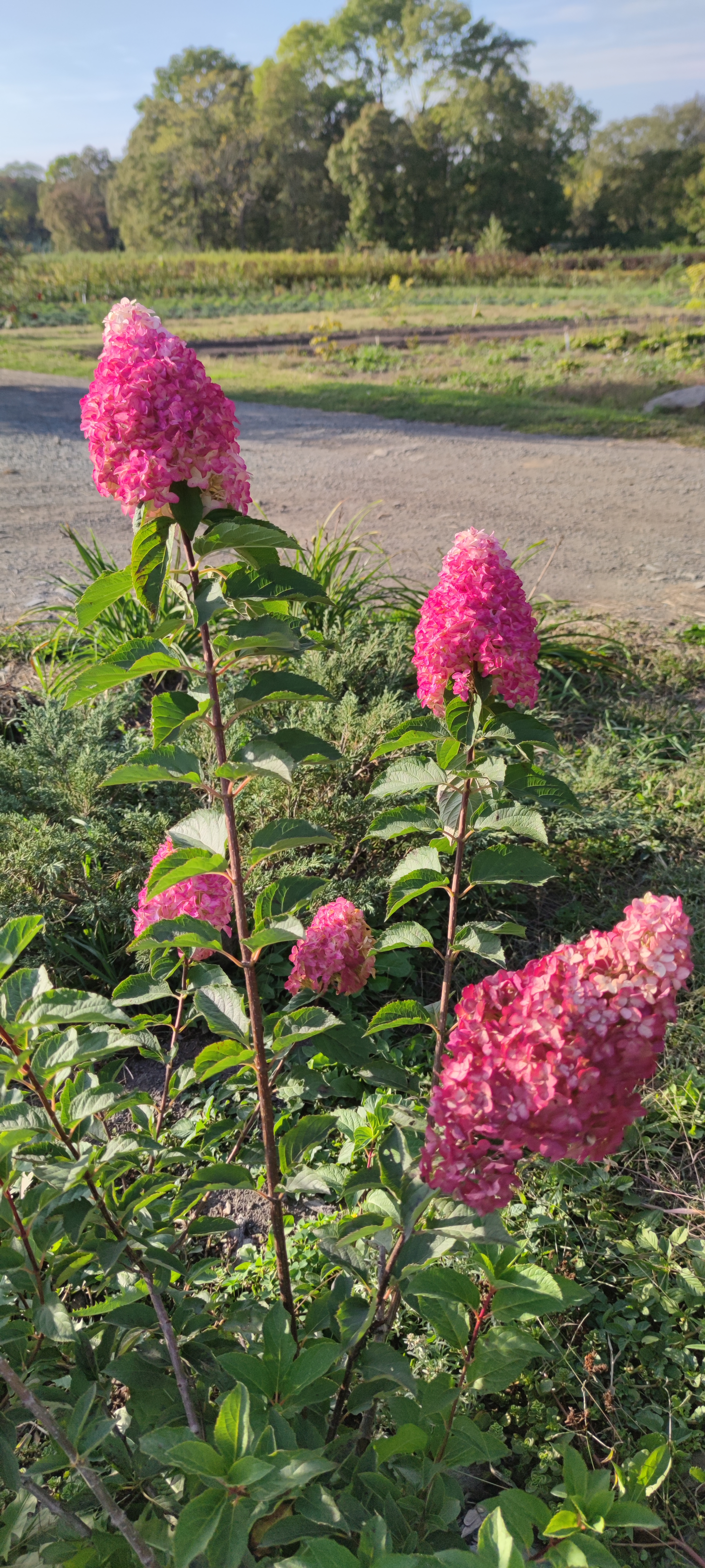 Первый слайд
