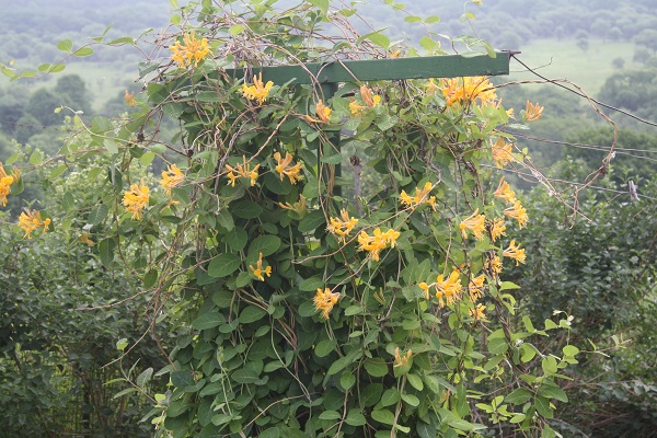 Первый слайд