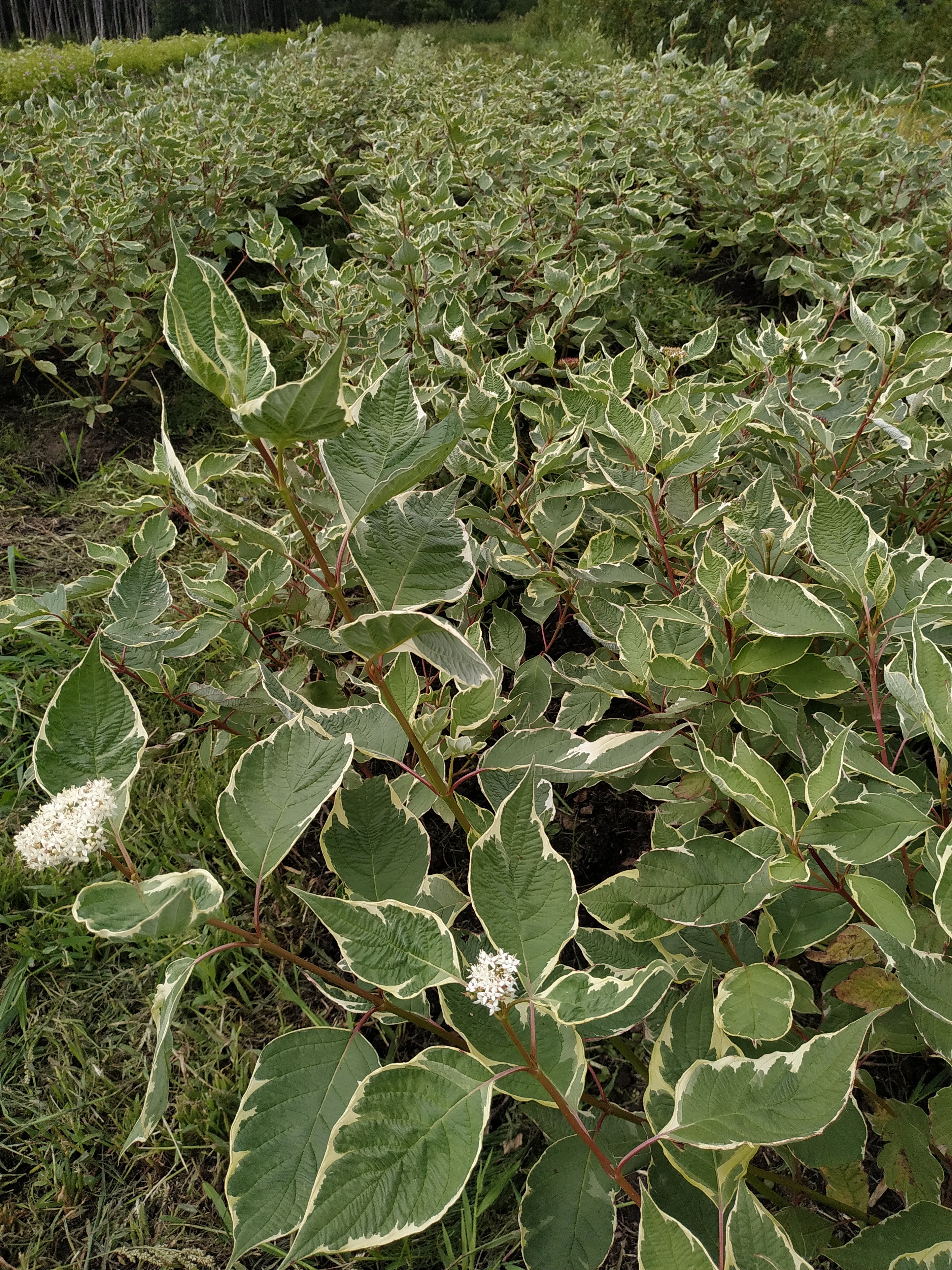 Первый слайд