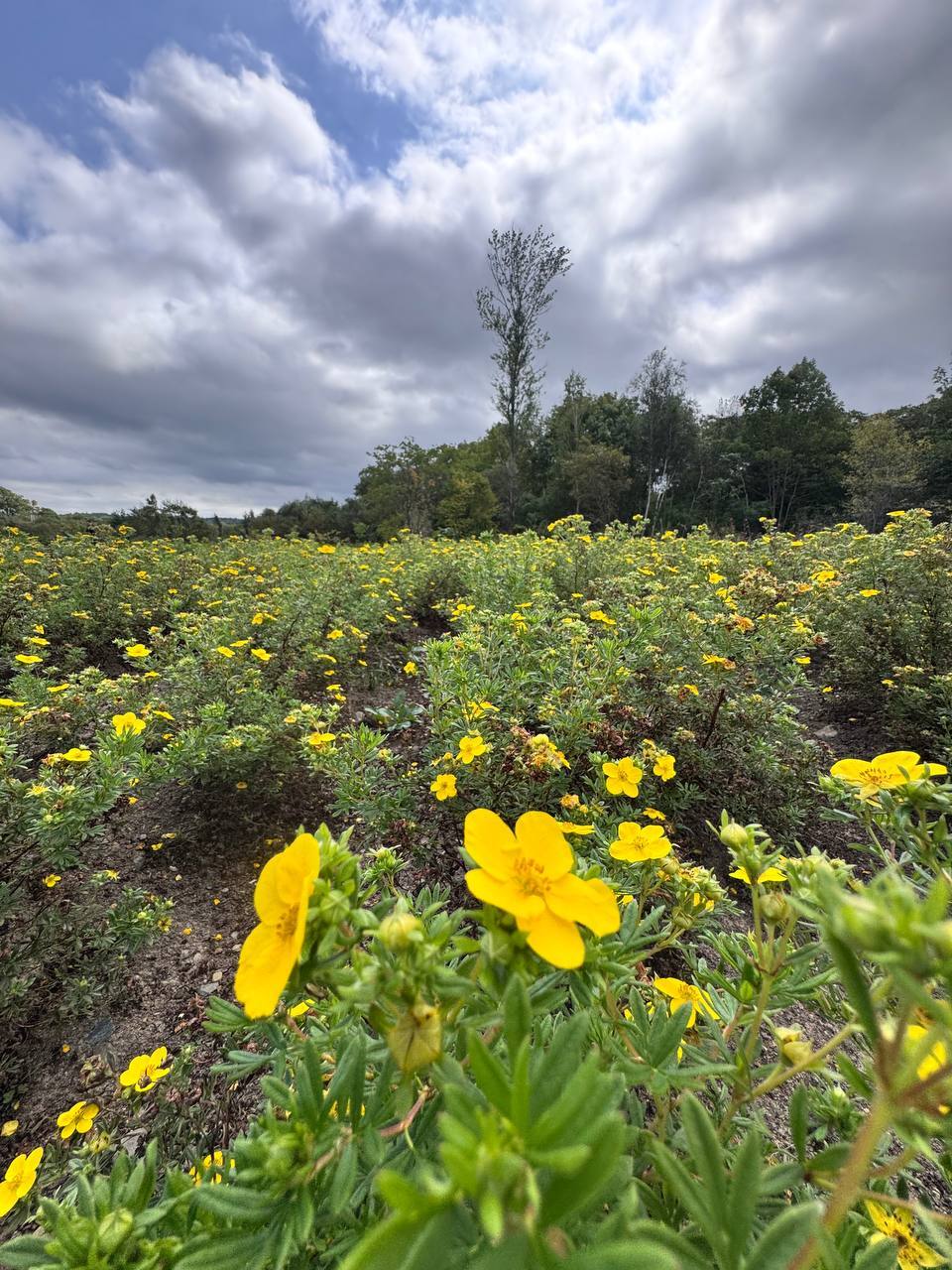Первый слайд