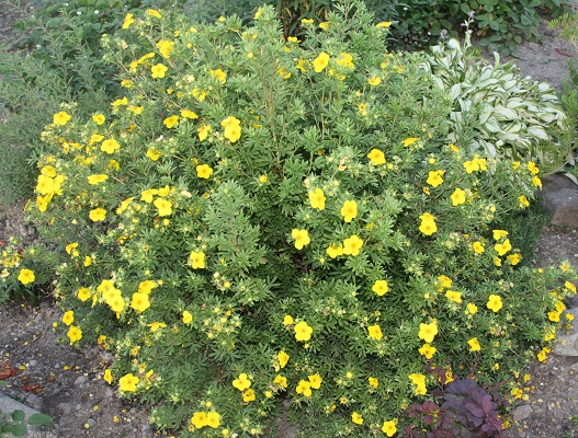 Первый слайд