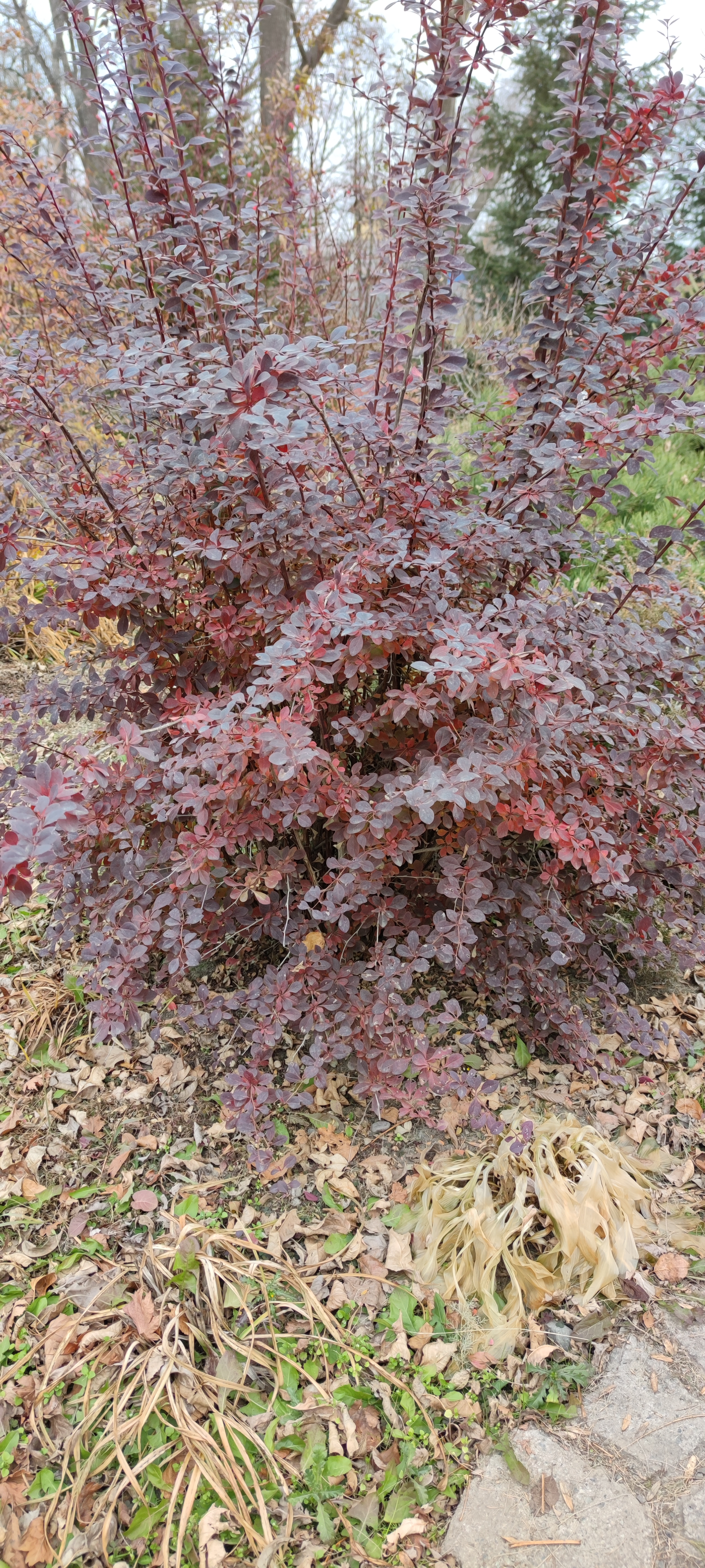 Первый слайд