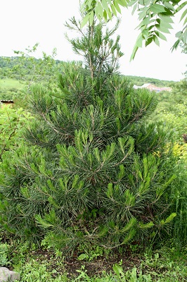 Первый слайд