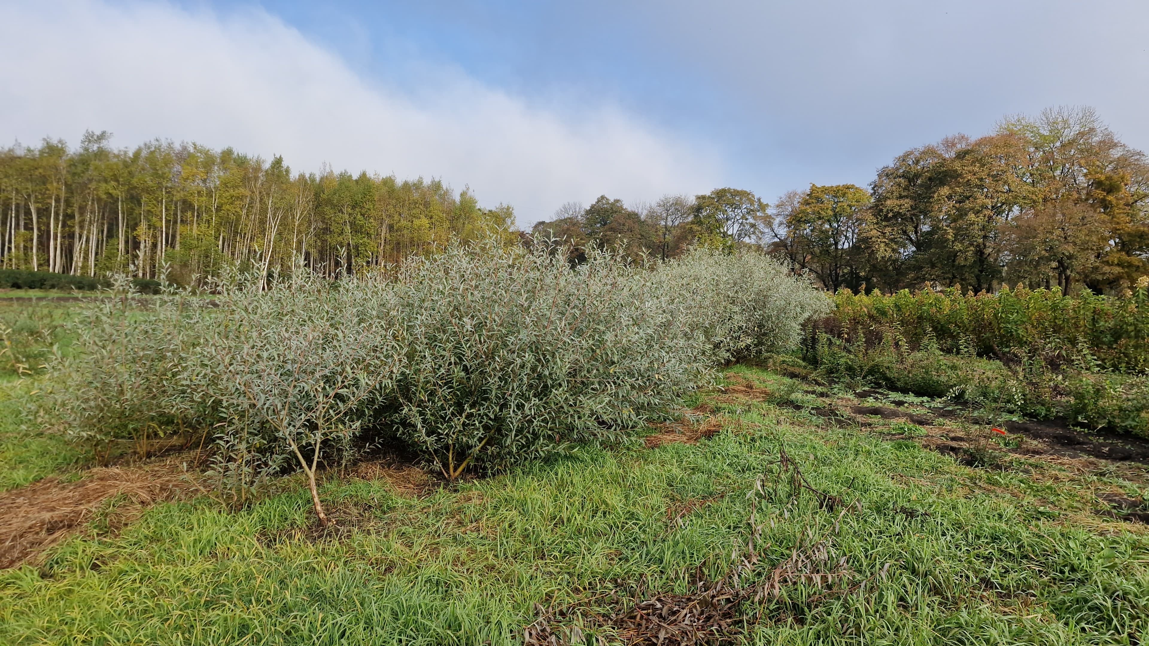 Первый слайд