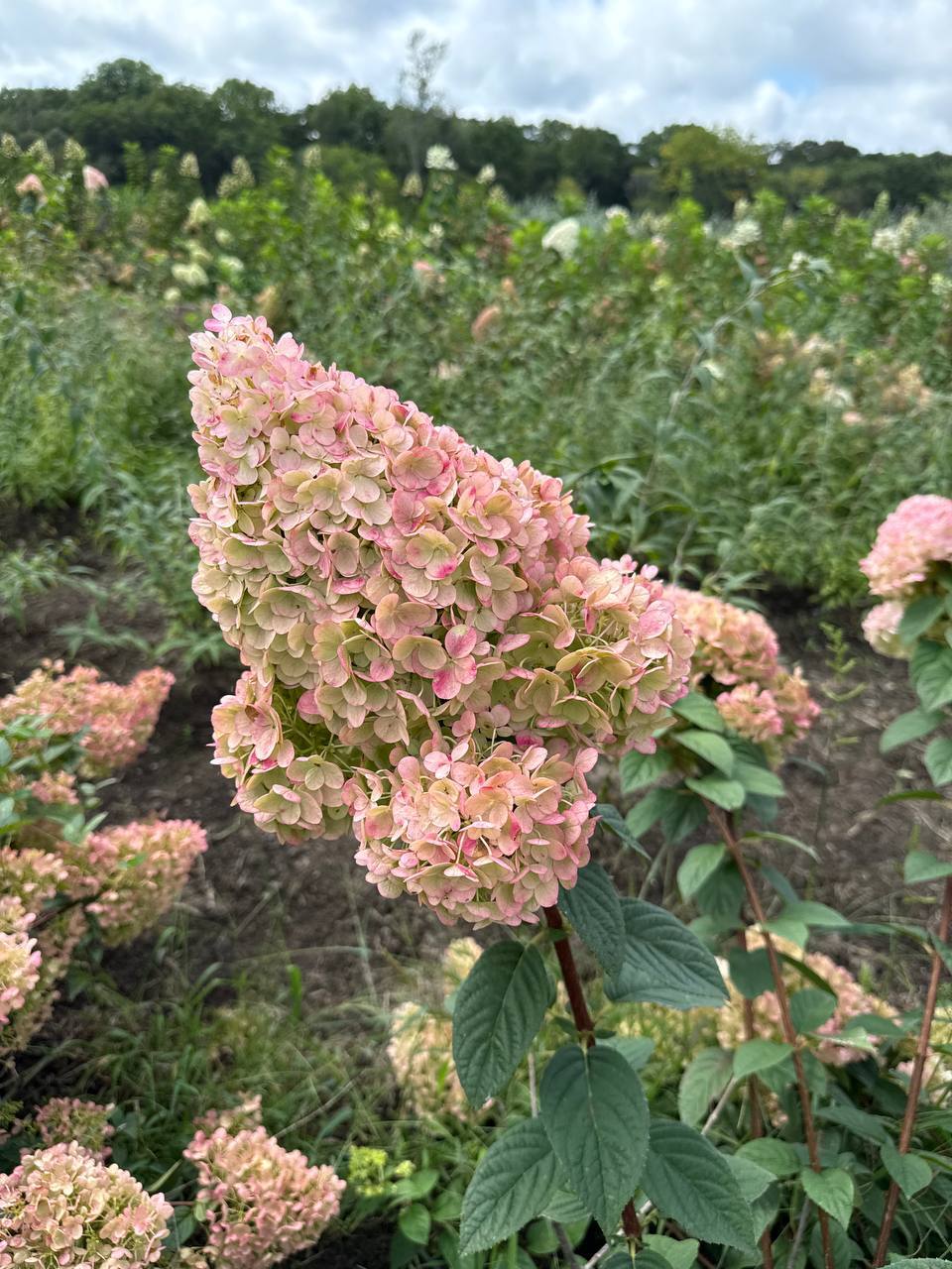 Первый слайд