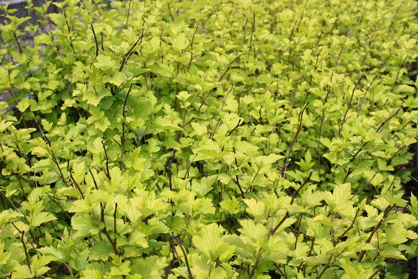 Первый слайд