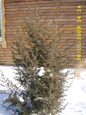 Первый слайд