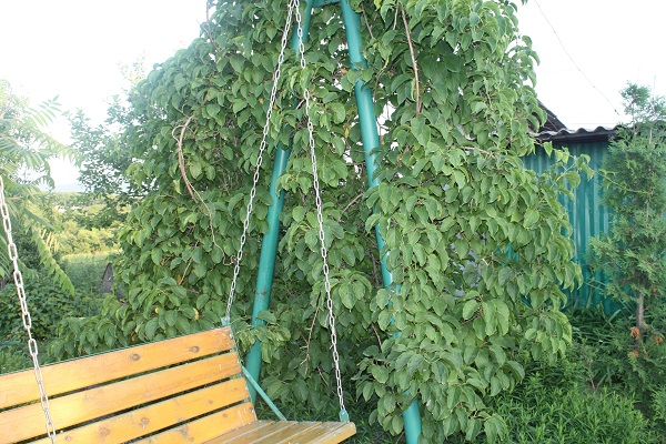 Первый слайд