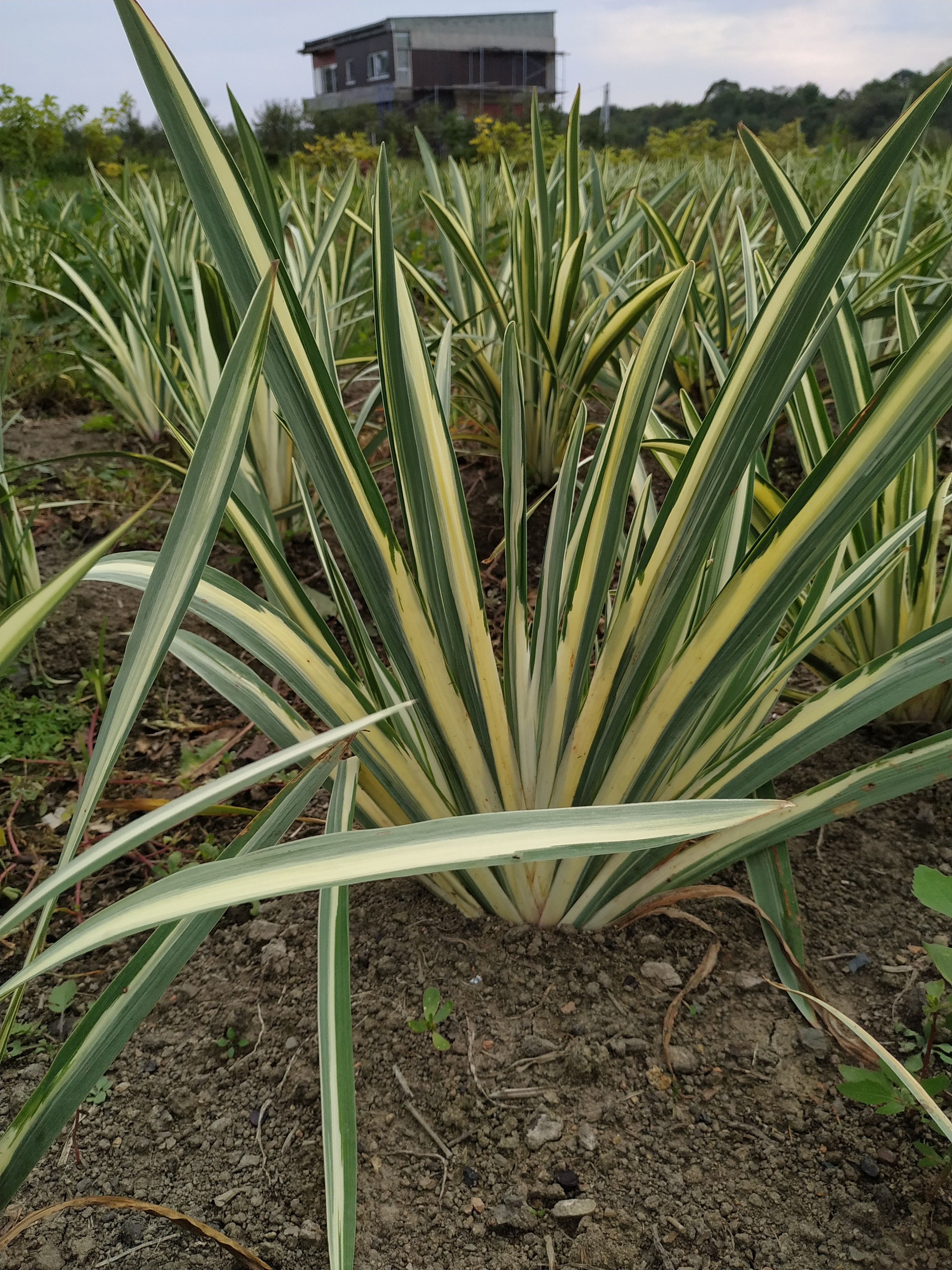 Первый слайд