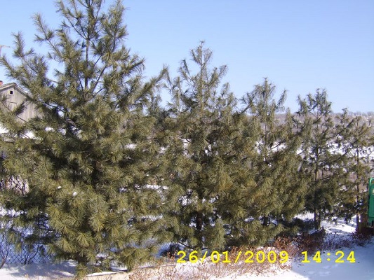 Первый слайд