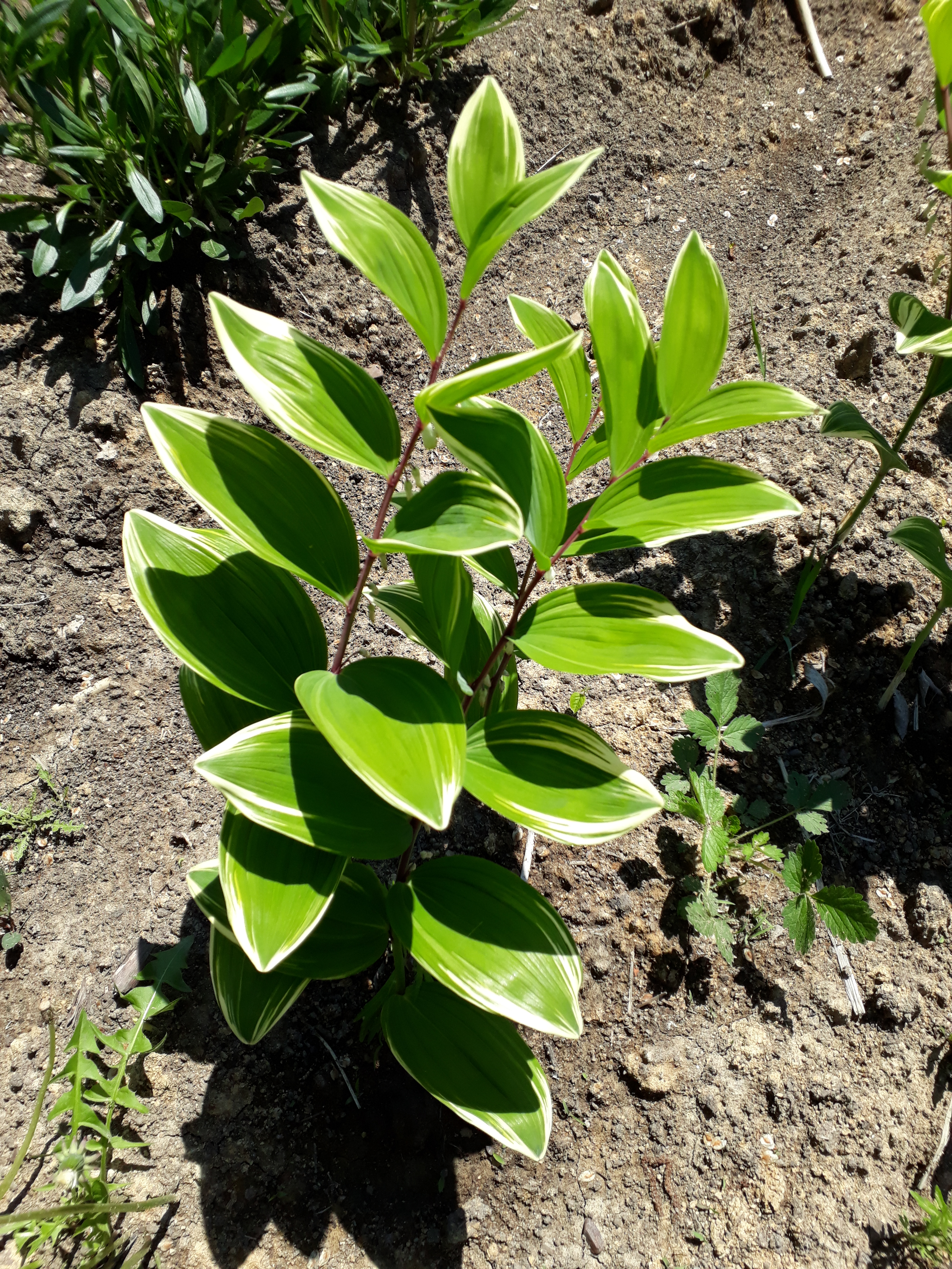 Первый слайд