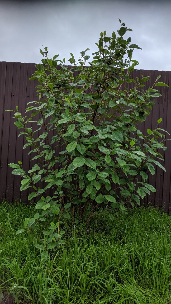 Первый слайд