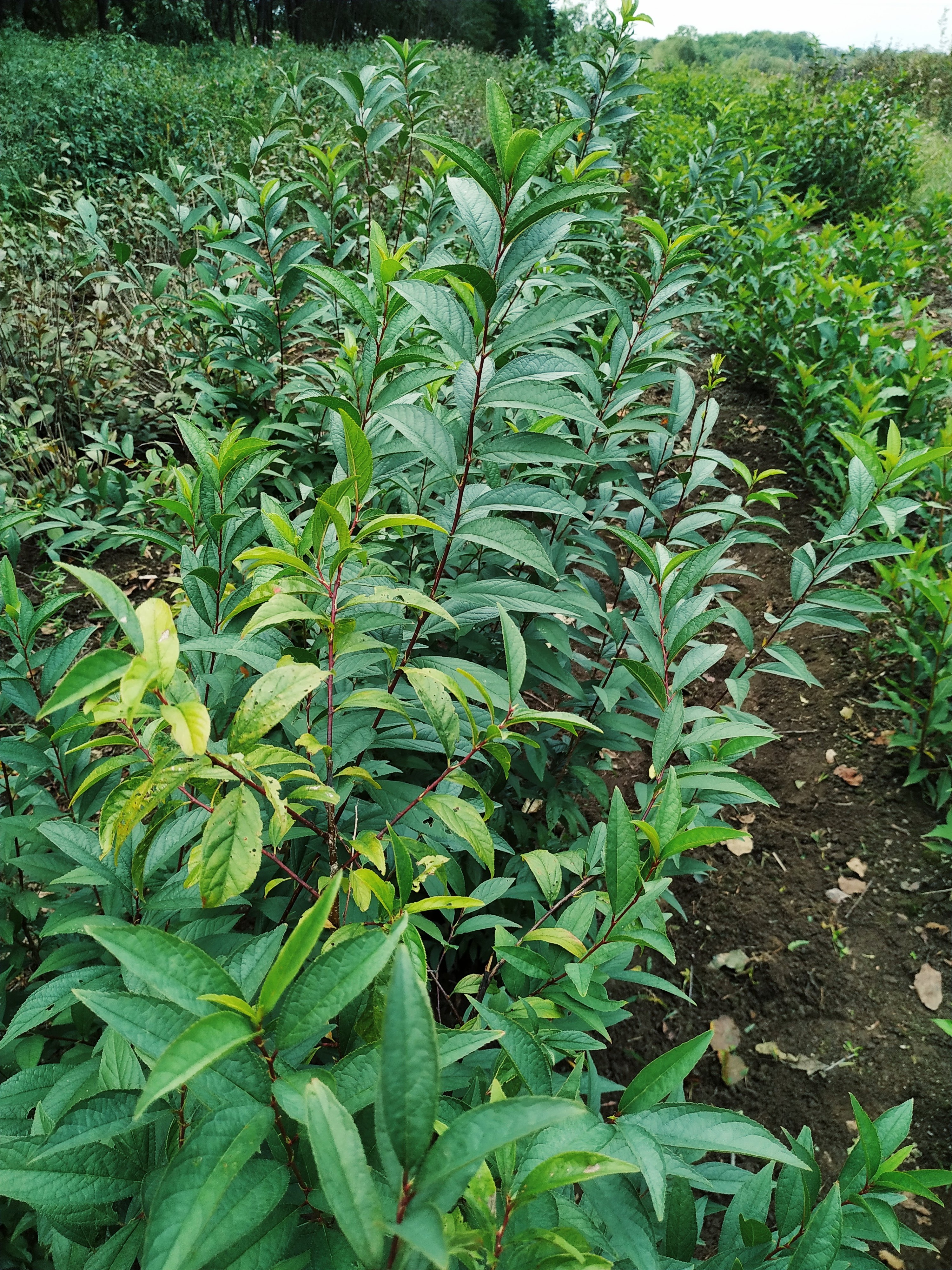 Первый слайд