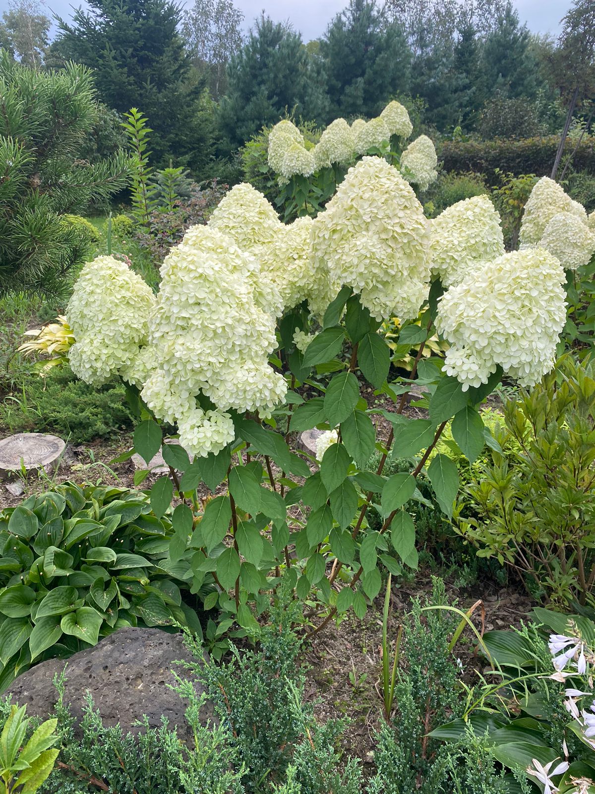 Первый слайд
