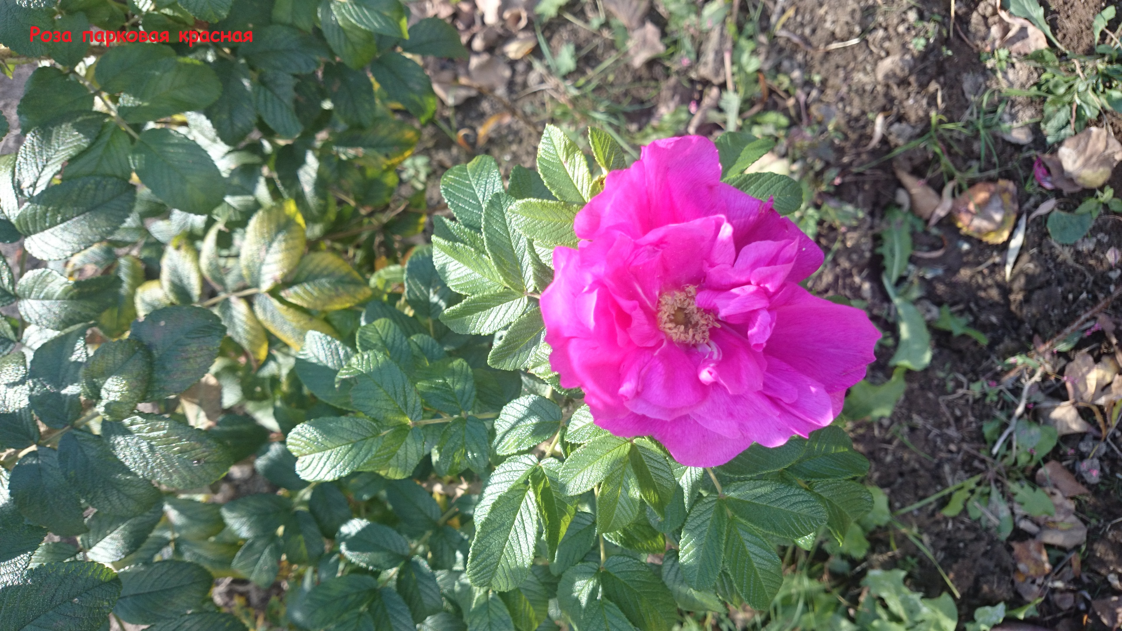 Первый слайд