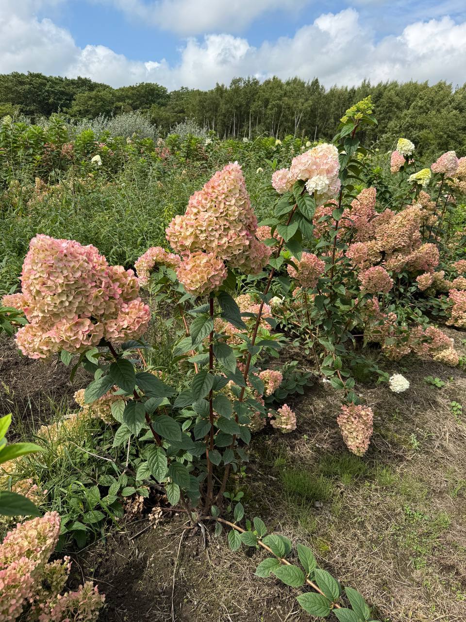 Первый слайд
