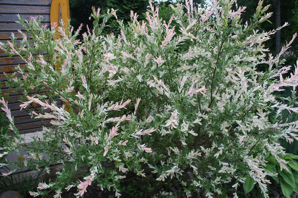 Первый слайд