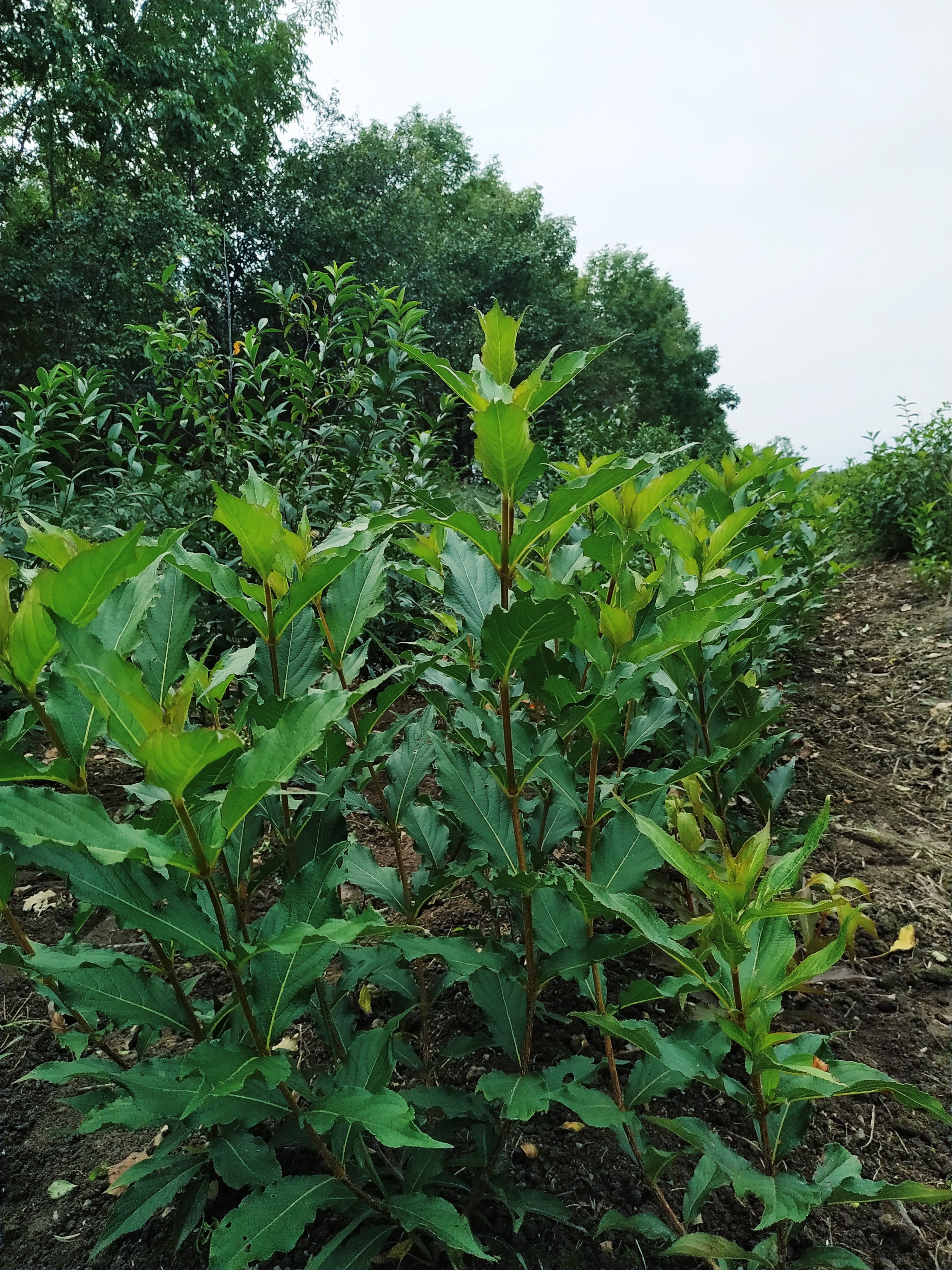 Первый слайд