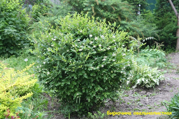 Первый слайд