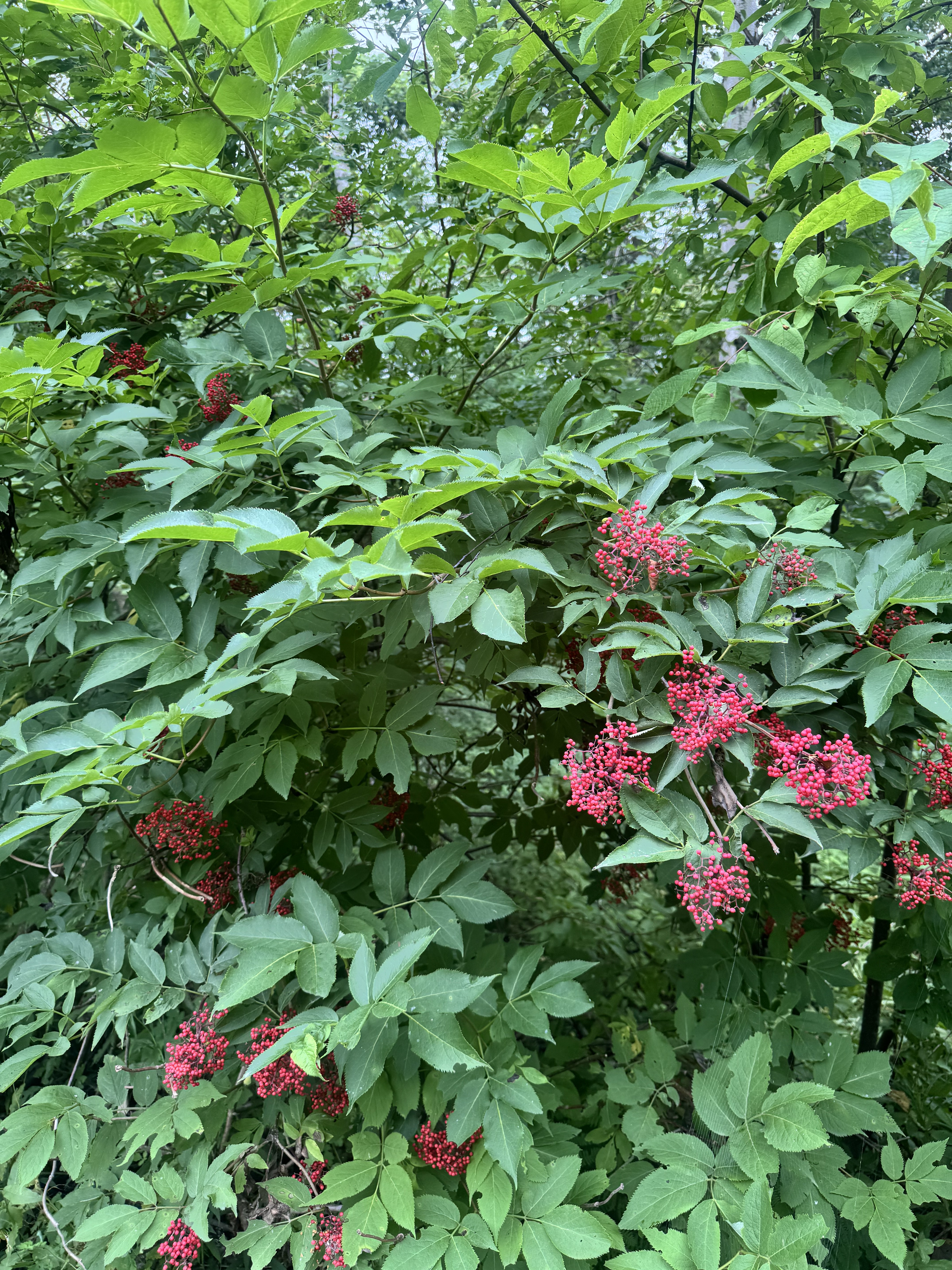 Первый слайд