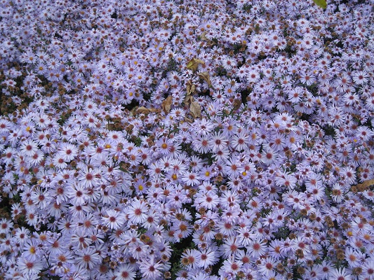 Первый слайд