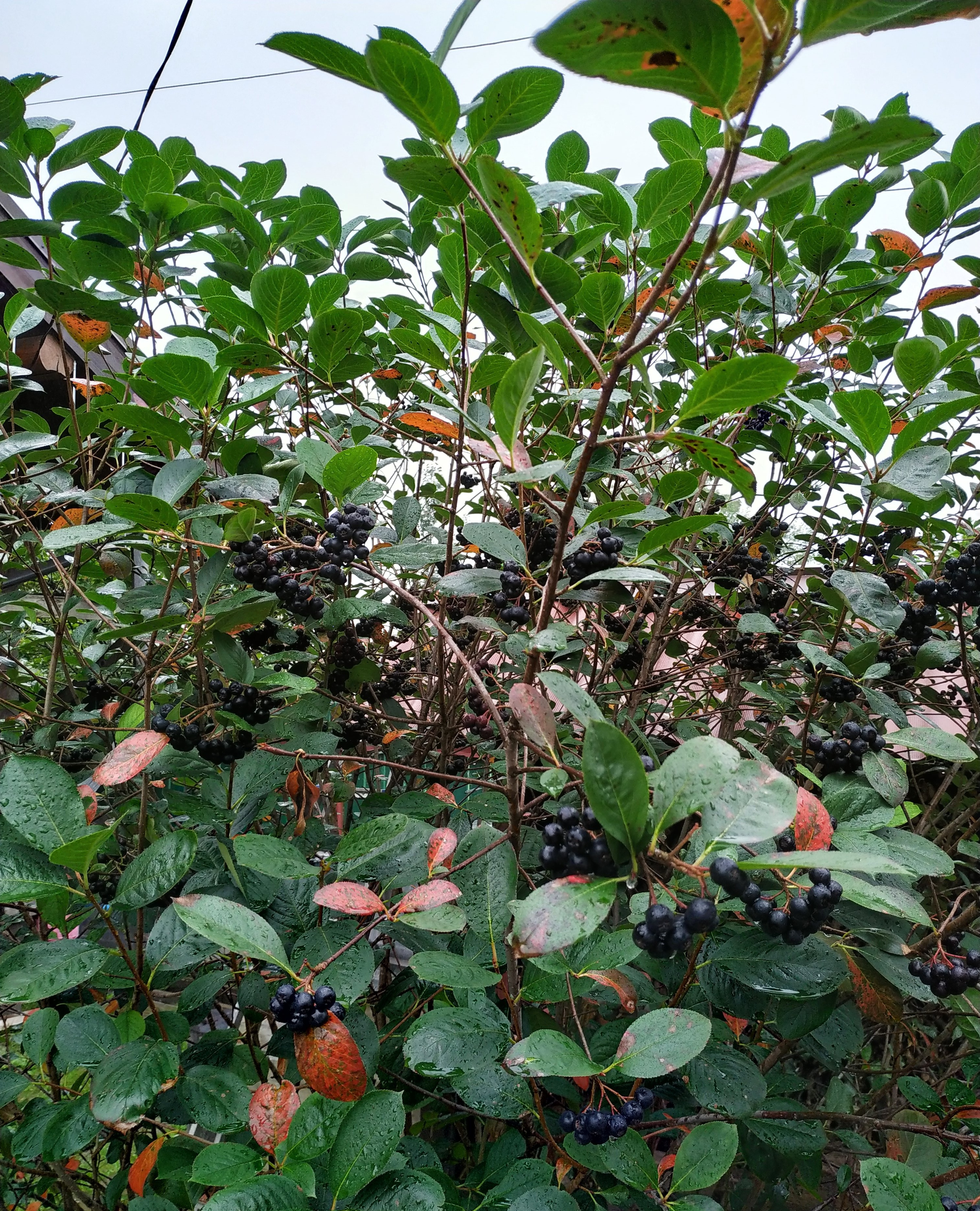 Первый слайд