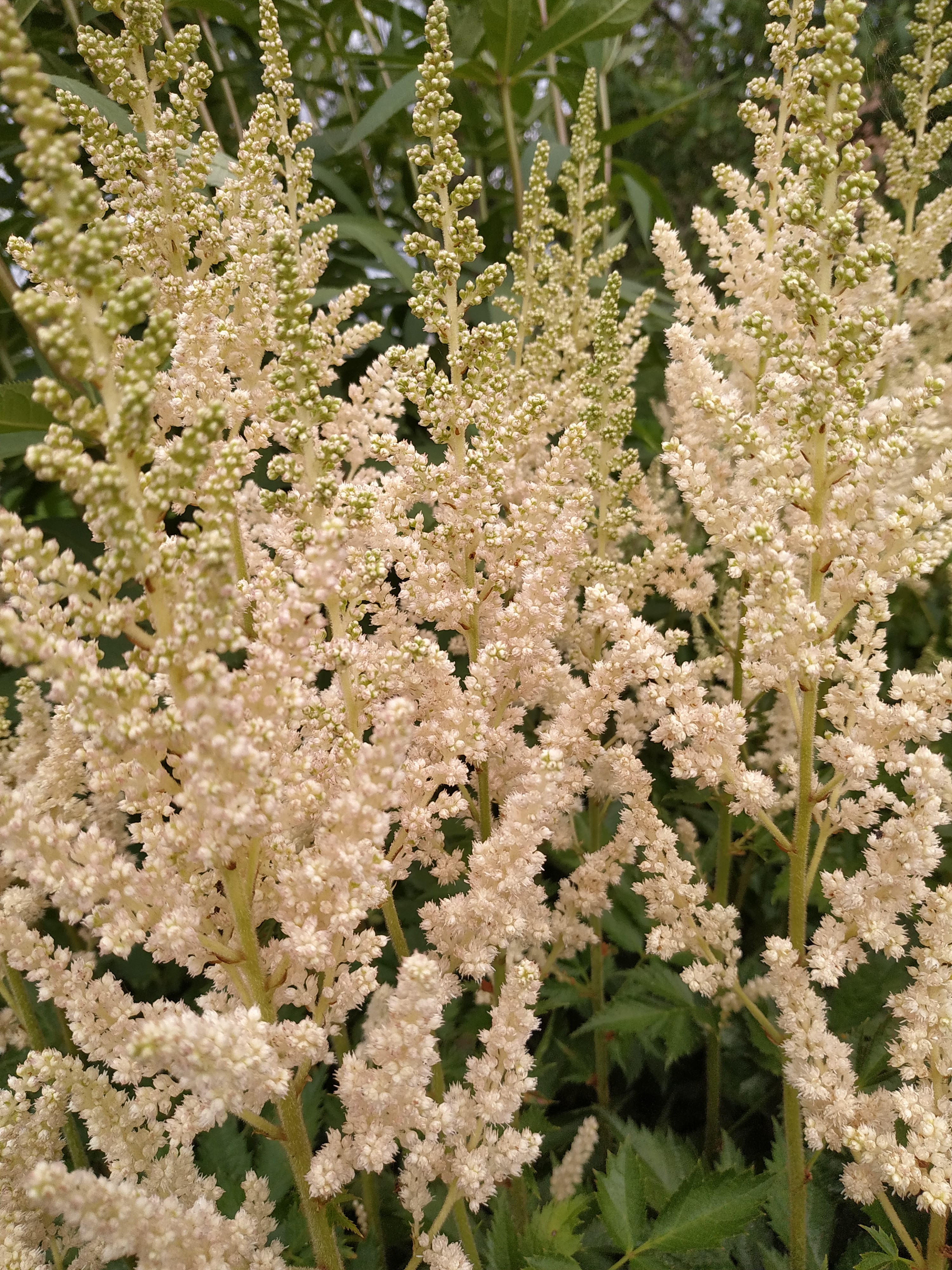 Первый слайд