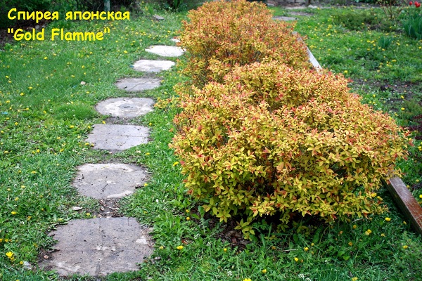 Первый слайд