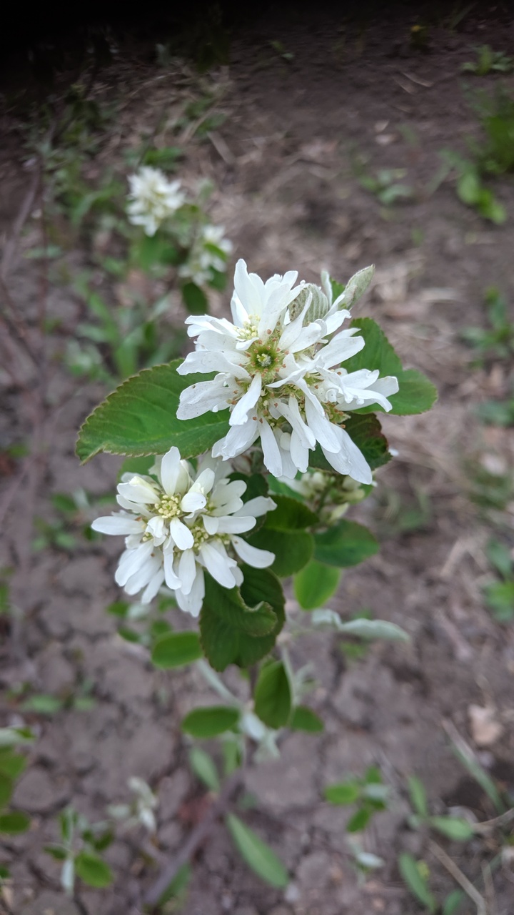 Первый слайд