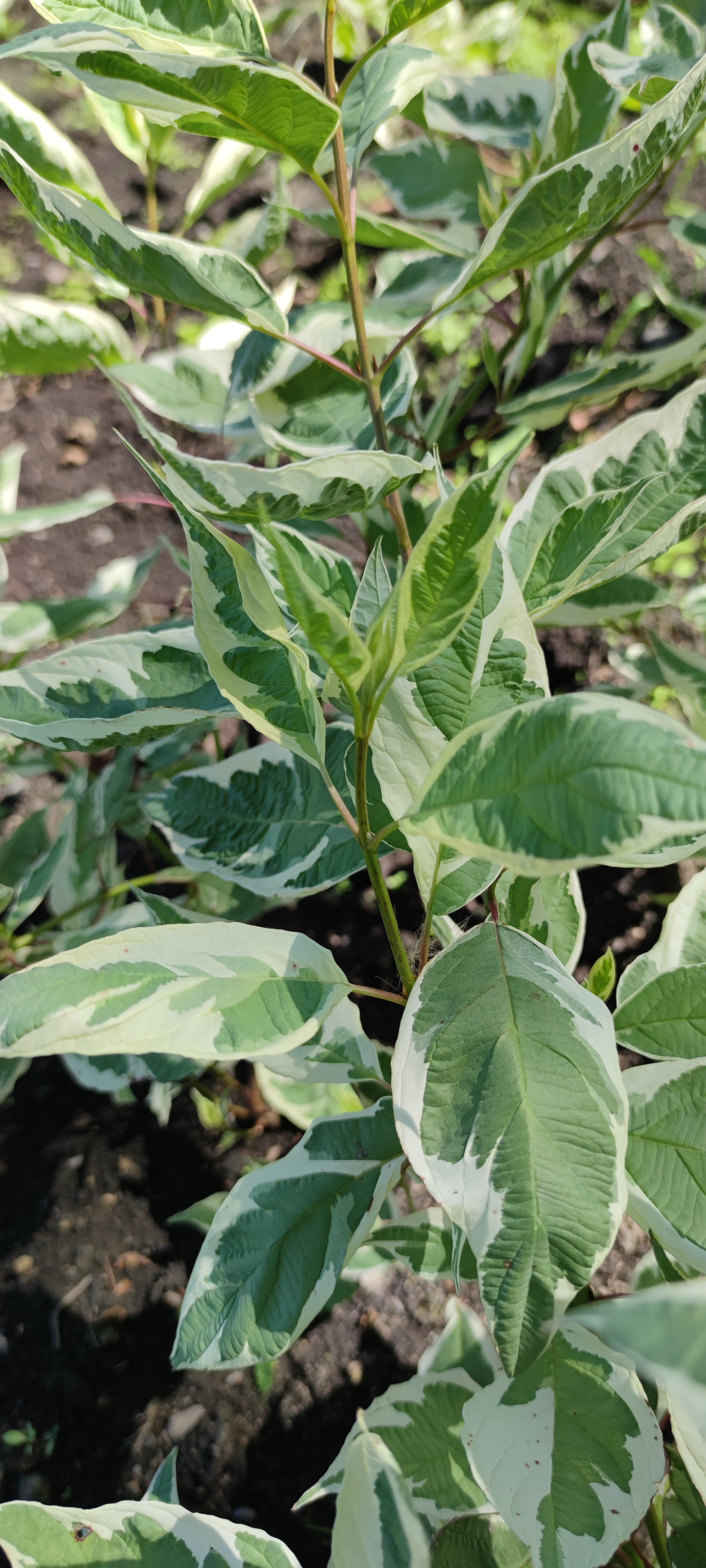 Первый слайд