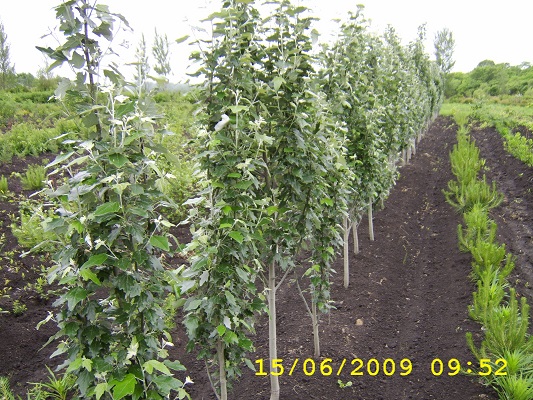 Первый слайд