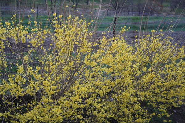 Первый слайд