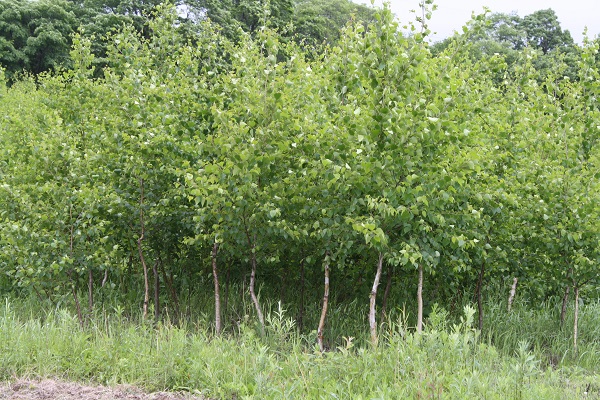 Первый слайд