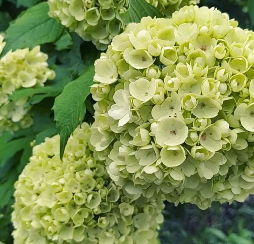 Первый слайд