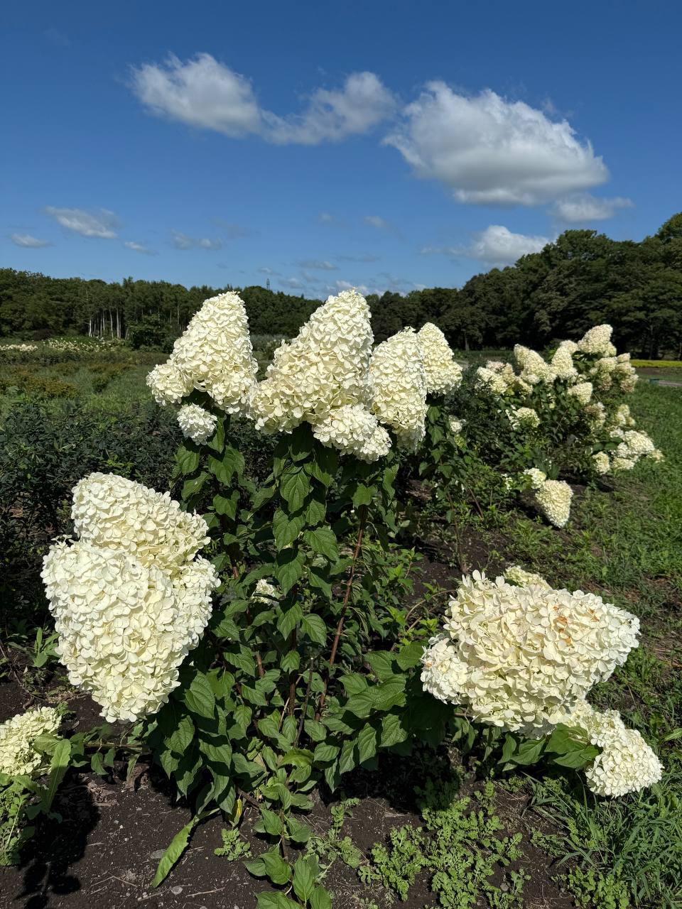 Первый слайд
