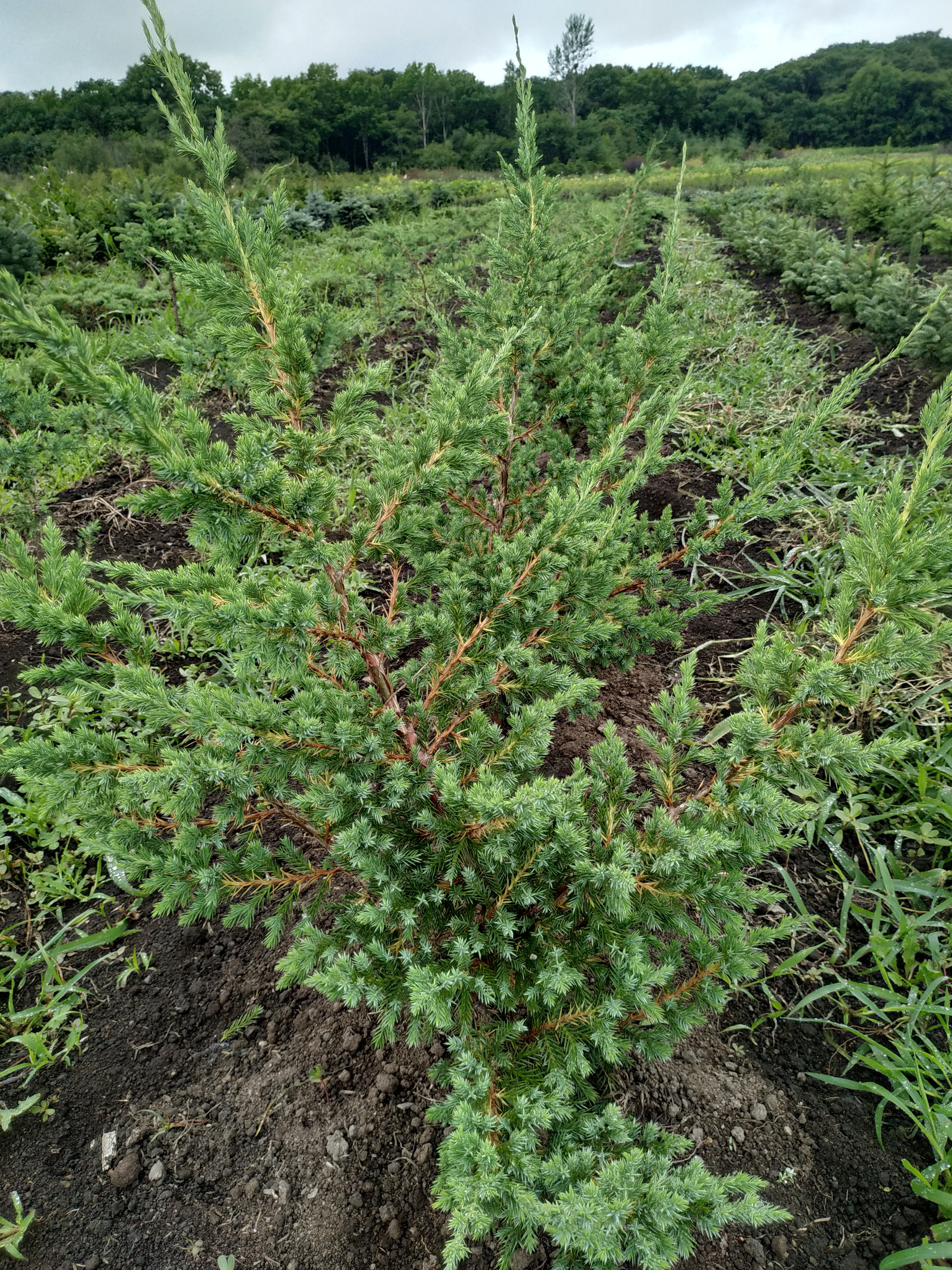 Первый слайд