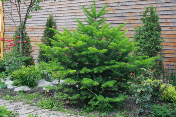 Первый слайд