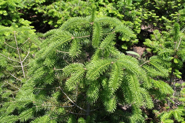 Первый слайд