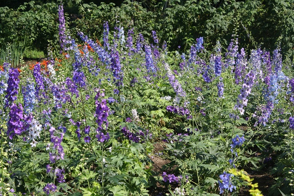 Первый слайд