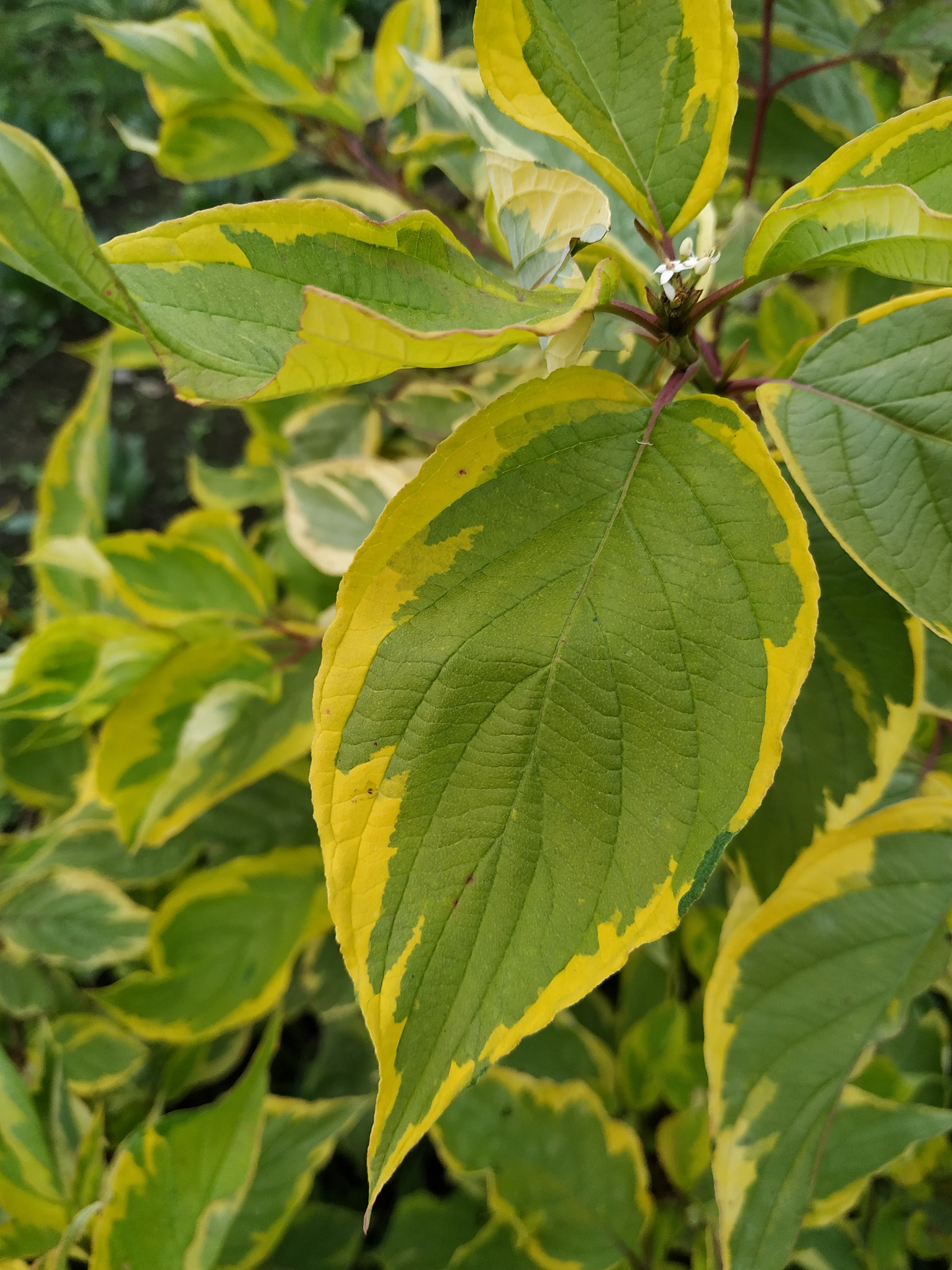 Первый слайд