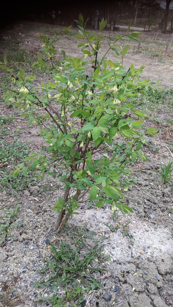 Первый слайд