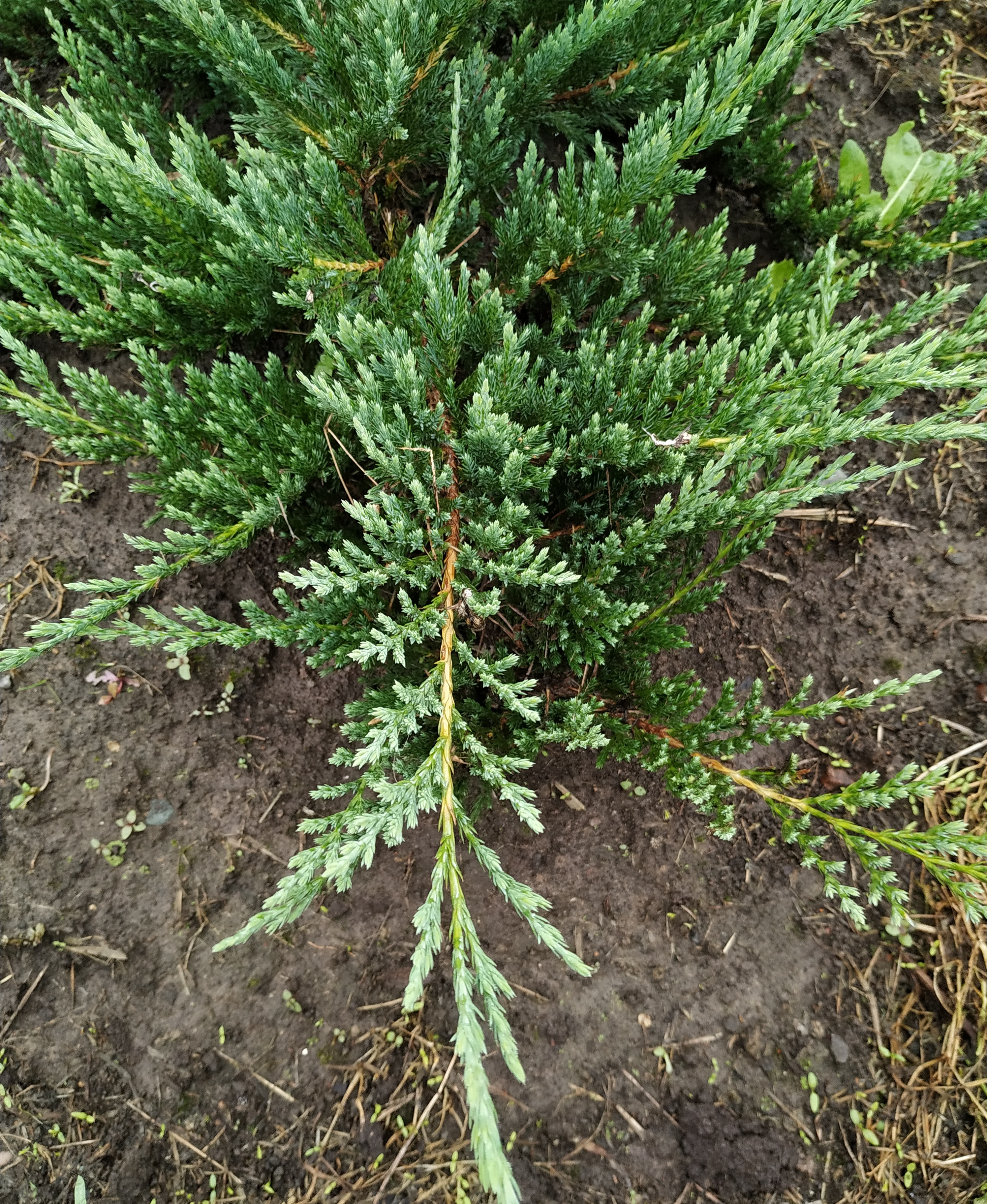 Первый слайд