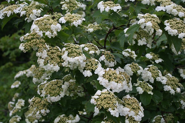 Первый слайд