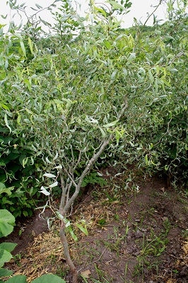 Первый слайд